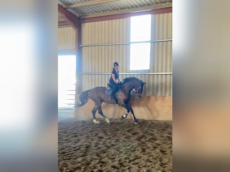 Irish Sport Horse Wallach 15 Jahre 173 cm Brauner in Sligo