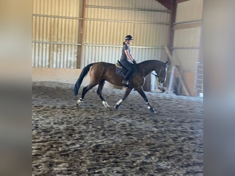 Irish Sport Horse Wallach 15 Jahre 173 cm Brauner in Sligo