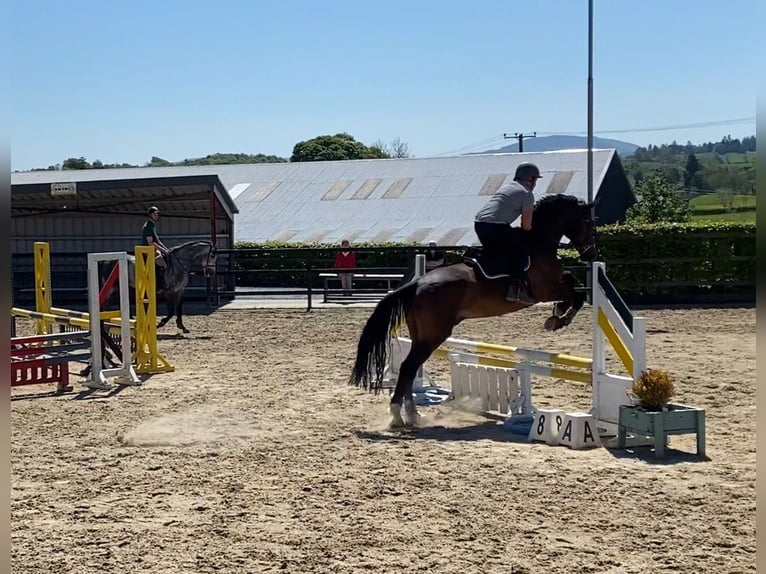 Irish Sport Horse Wallach 15 Jahre 173 cm Brauner in Sligo