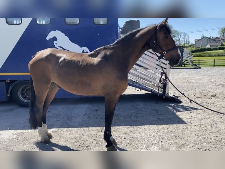 Irish Sport Horse Wallach 15 Jahre 173 cm Brauner in Sligo