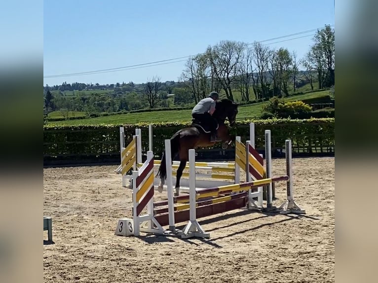 Irish Sport Horse Wallach 15 Jahre 173 cm Brauner in Sligo