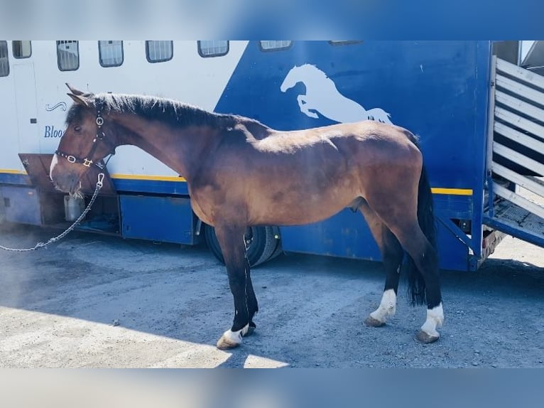 Irish Sport Horse Wallach 15 Jahre 173 cm Brauner in Sligo