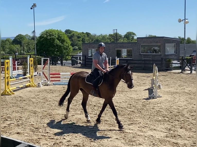 Irish Sport Horse Wallach 15 Jahre 173 cm Brauner in Sligo