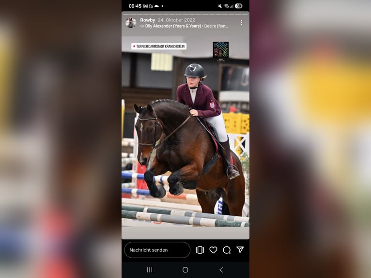 Irish Sport Horse Wallach 15 Jahre 176 cm Dunkelbrauner in Birstein