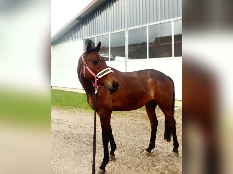 Irish Sport Horse Wallach 15 Jahre in Blomberg