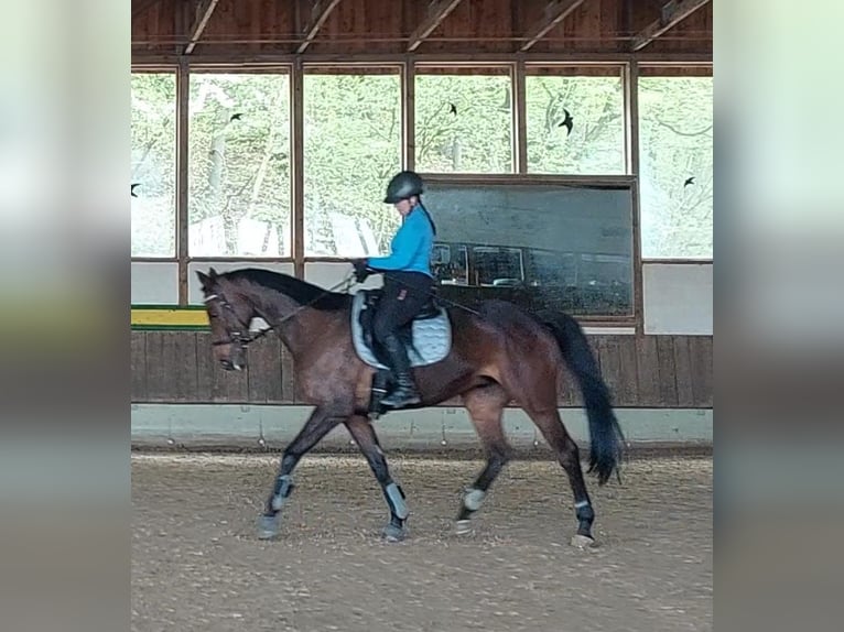 Irish Sport Horse Wallach 15 Jahre in Blomberg