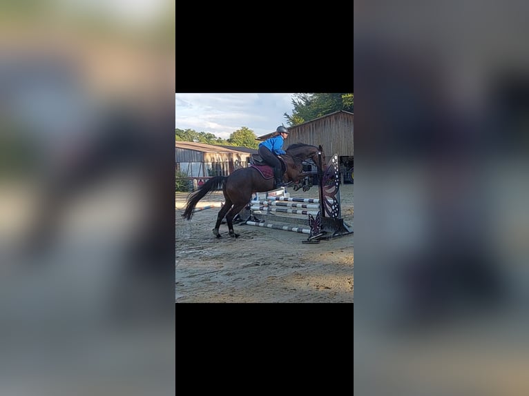 Irish Sport Horse Wallach 15 Jahre in Blomberg