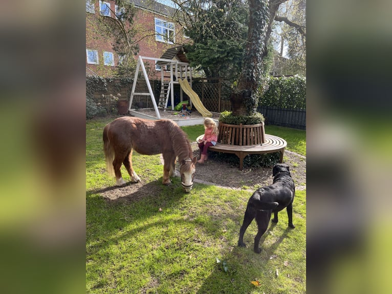 Irish Sport Horse Mix Wallach 16 Jahre 115 cm Fuchs in Wedemark