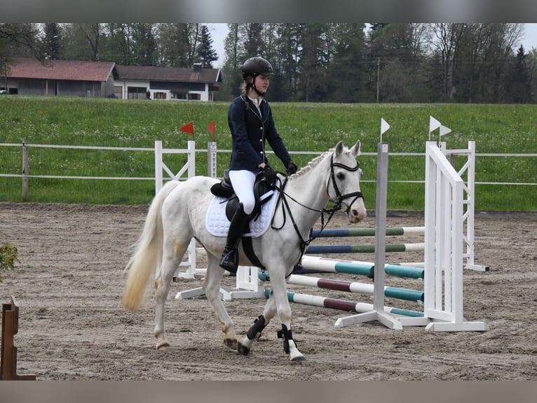 Irish Sport Horse Mix Wallach 16 Jahre 140 cm Schimmel in Warngau