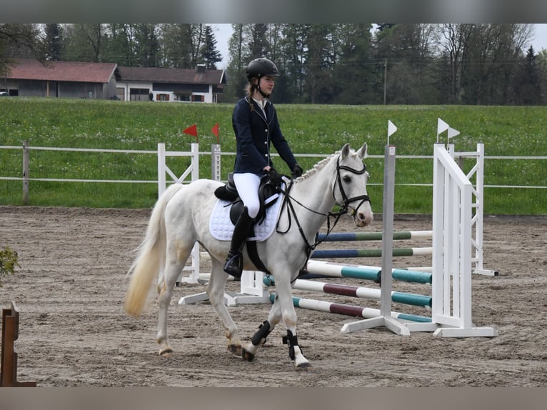 Irish Sport Horse Wallach 16 Jahre 140 cm Schimmel in Warngau