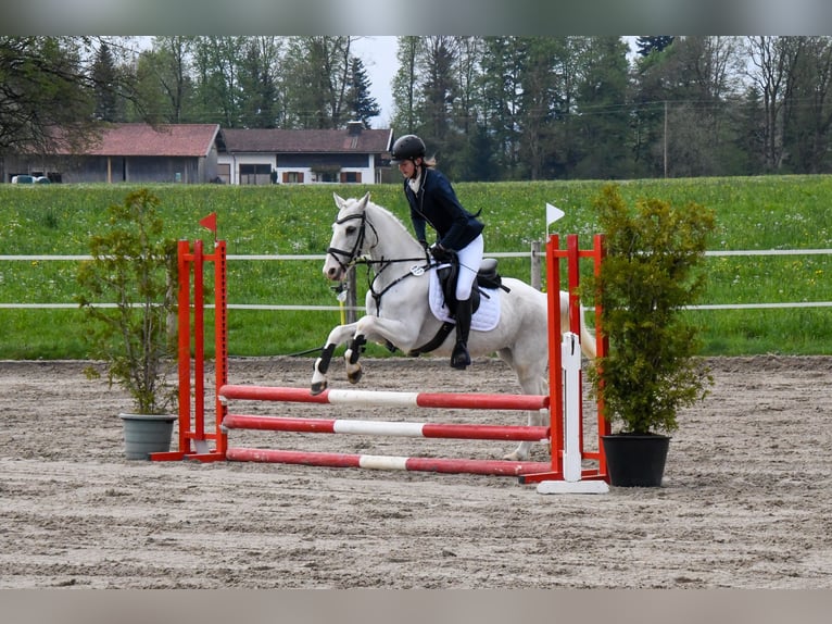 Irish Sport Horse Wallach 16 Jahre 140 cm Schimmel in Warngau