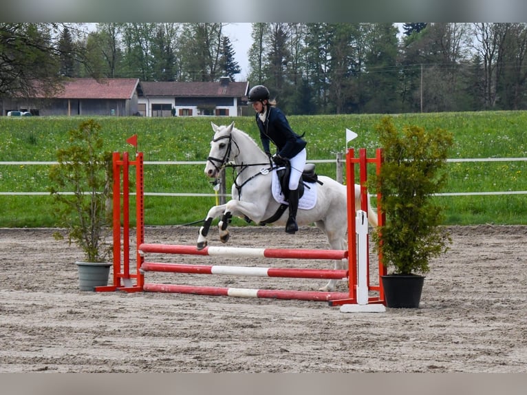 Irish Sport Horse Mix Wallach 16 Jahre 140 cm Schimmel in Warngau