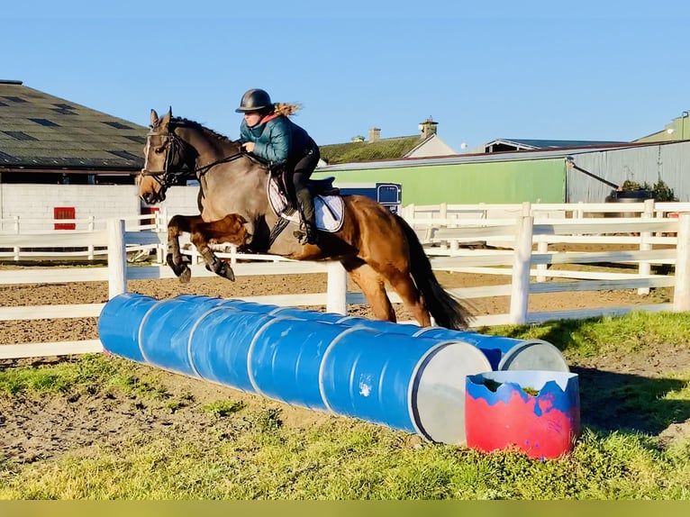 Irish Sport Horse Wallach 16 Jahre 148 cm Brauner in Mountrath