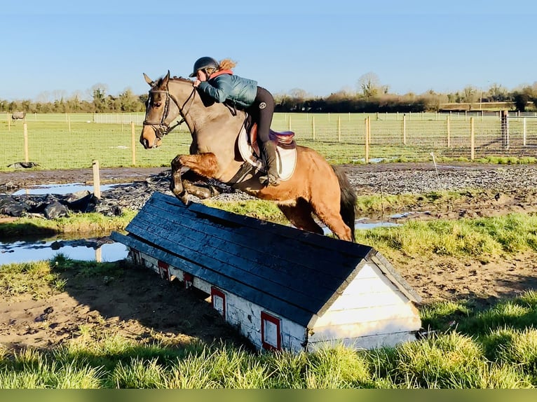 Irish Sport Horse Wallach 16 Jahre 148 cm Brauner in Mountrath