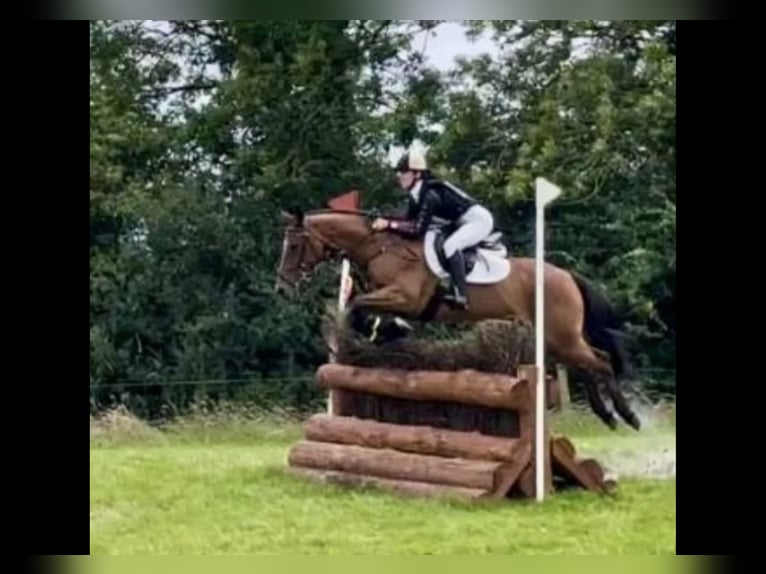 Irish Sport Horse Wallach 16 Jahre 148 cm Brauner in Mountrath