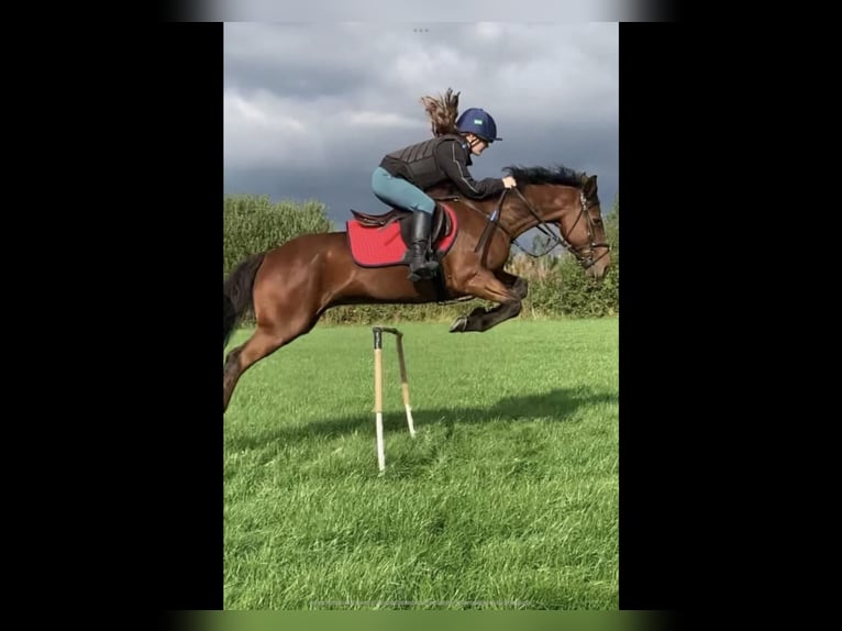 Irish Sport Horse Wallach 16 Jahre 148 cm Brauner in Mountrath