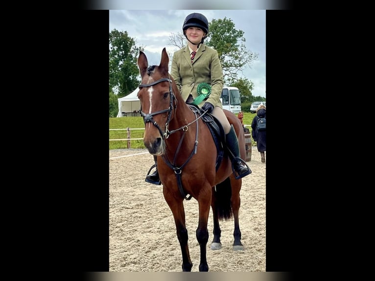 Irish Sport Horse Wallach 16 Jahre 148 cm Brauner in Mountrath