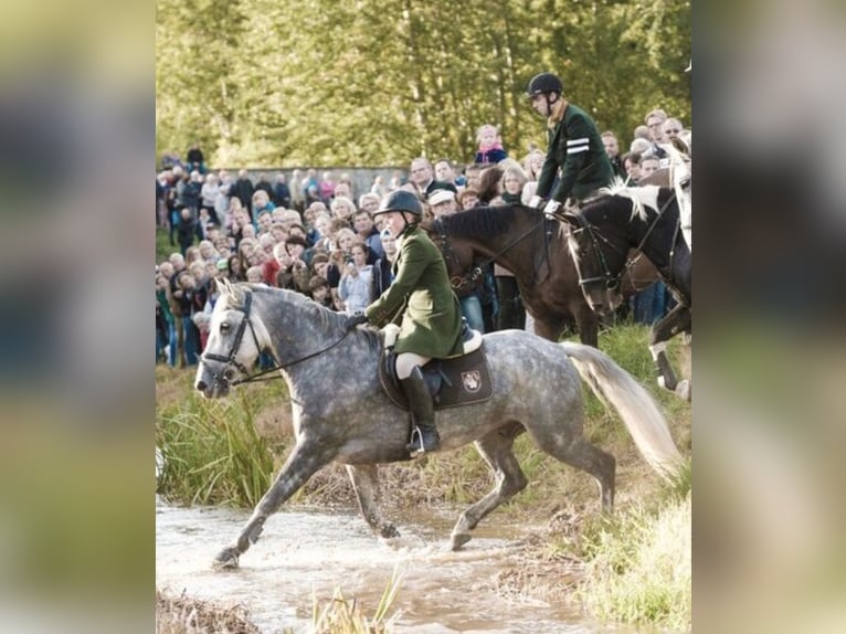 Irish Sport Horse Wallach 16 Jahre 155 cm Schimmel in Hilter am Teutoburger Wald
