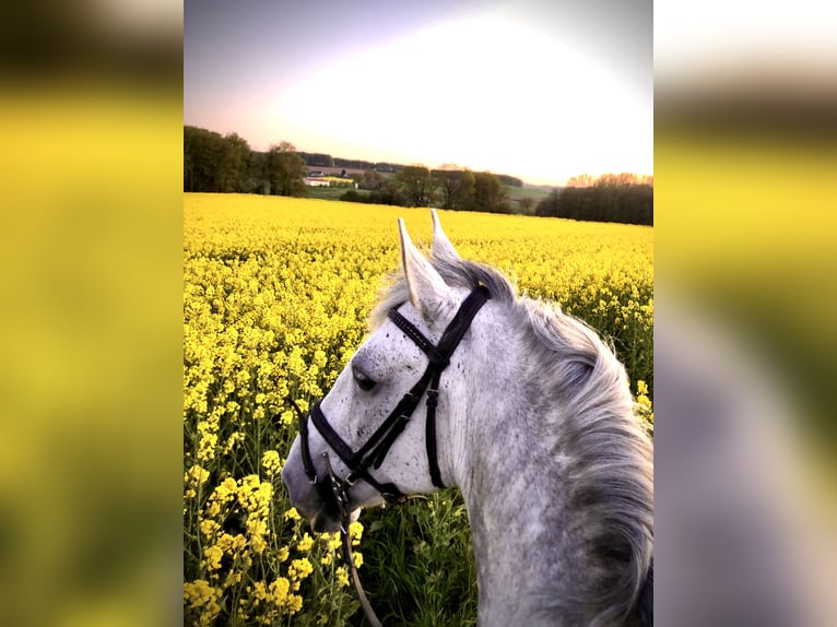 Irish Sport Horse Wallach 16 Jahre 155 cm Schimmel in Hilter am Teutoburger Wald
