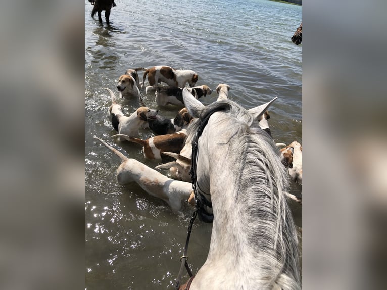 Irish Sport Horse Wallach 16 Jahre 155 cm Schimmel in Hilter am Teutoburger Wald