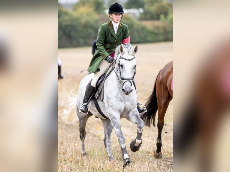 Irish Sport Horse Wallach 16 Jahre 155 cm Schimmel in Hilter am Teutoburger Wald