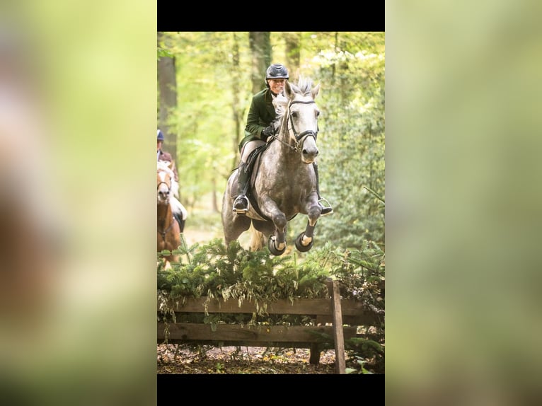 Irish Sport Horse Wallach 16 Jahre 155 cm Schimmel in Hilter am Teutoburger Wald