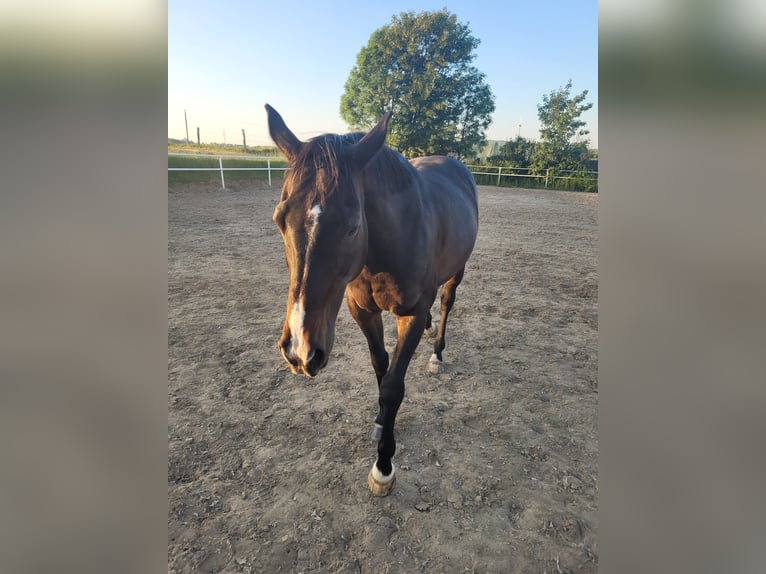 Irish Sport Horse Wallach 16 Jahre 158 cm Brauner in Wesel