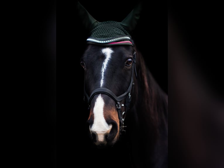 Irish Sport Horse Wallach 16 Jahre 158 cm Brauner in Wesel