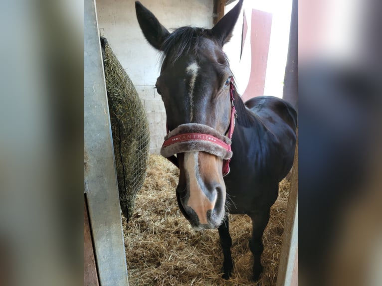 Irish Sport Horse Wallach 16 Jahre 158 cm Brauner in Wesel
