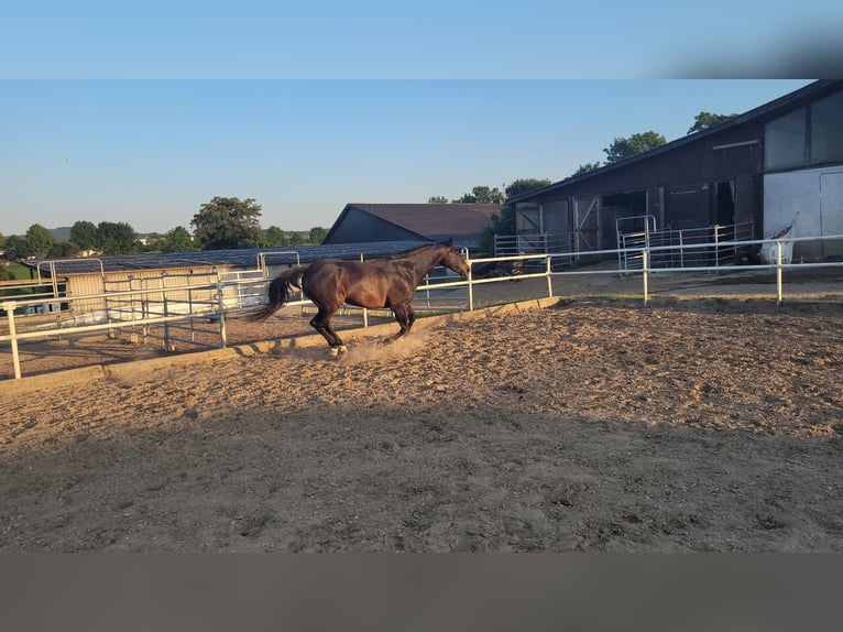 Irish Sport Horse Wallach 16 Jahre 158 cm Brauner in Wesel