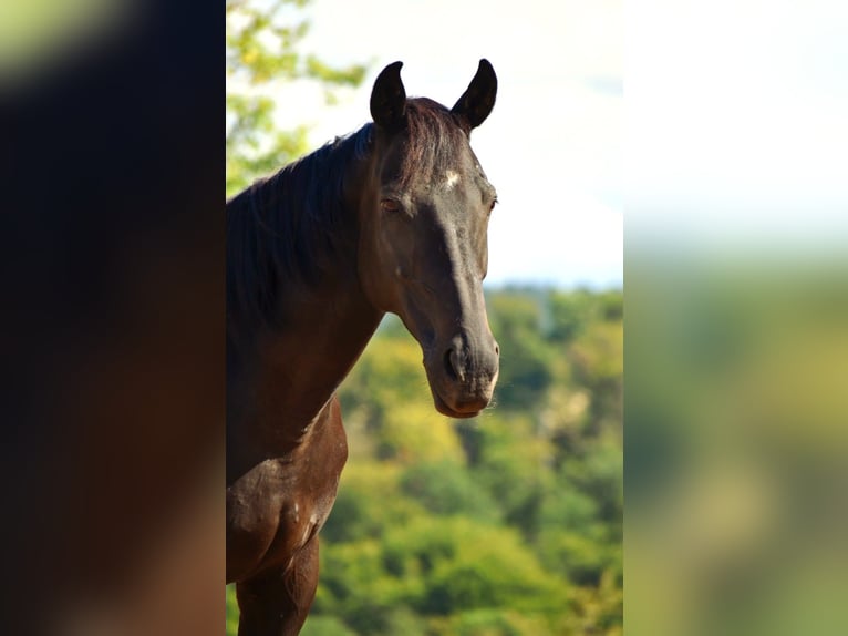 Irish Sport Horse Wallach 16 Jahre 158 cm Rappe in Burgbrohl
