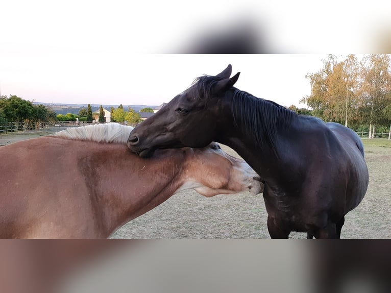 Irish Sport Horse Wallach 16 Jahre 158 cm Rappe in Burgbrohl