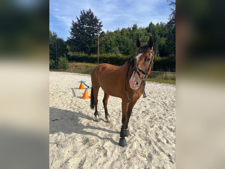Irish Sport Horse Wallach 16 Jahre 165 cm Brauner in Friesenhagen