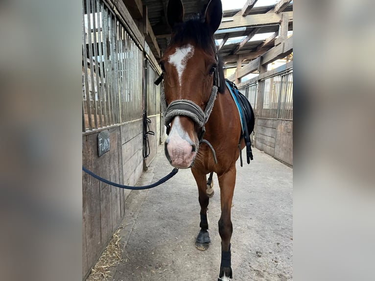 Irish Sport Horse Wallach 16 Jahre 165 cm Brauner in Friesenhagen