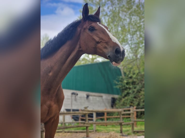 Irish Sport Horse Wallach 16 Jahre 165 cm Brauner in A Coruña