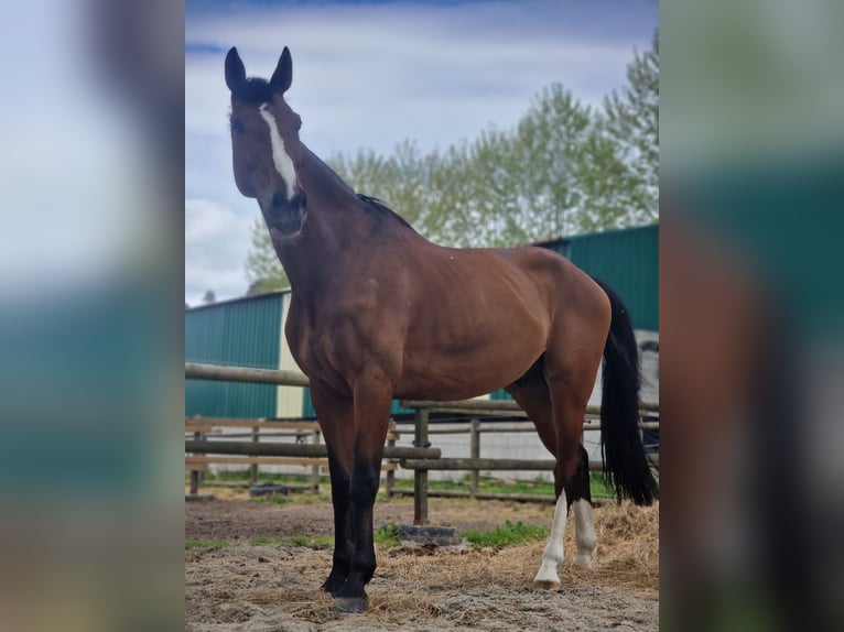 Irish Sport Horse Wallach 16 Jahre 165 cm Brauner in A Coruña