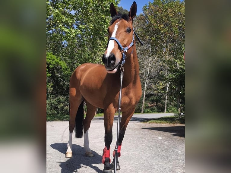 Irish Sport Horse Wallach 16 Jahre 165 cm Brauner in A Coruña