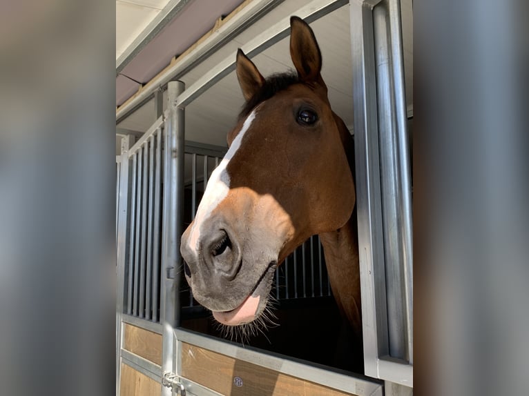 Irish Sport Horse Wallach 16 Jahre 165 cm Brauner in A Coruña