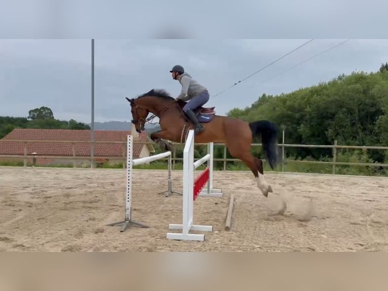 Irish Sport Horse Wallach 16 Jahre 165 cm Brauner in A Coruña