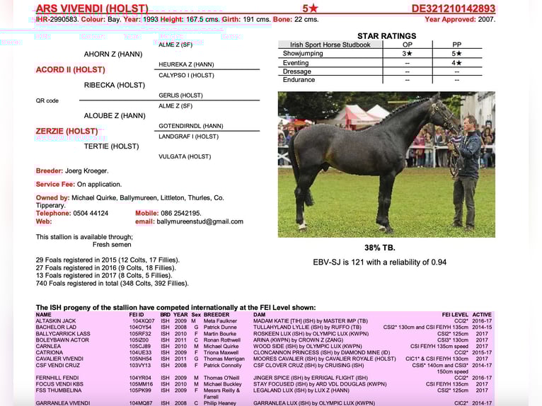 Irish Sport Horse Wallach 16 Jahre 165 cm Brauner in A Coruña