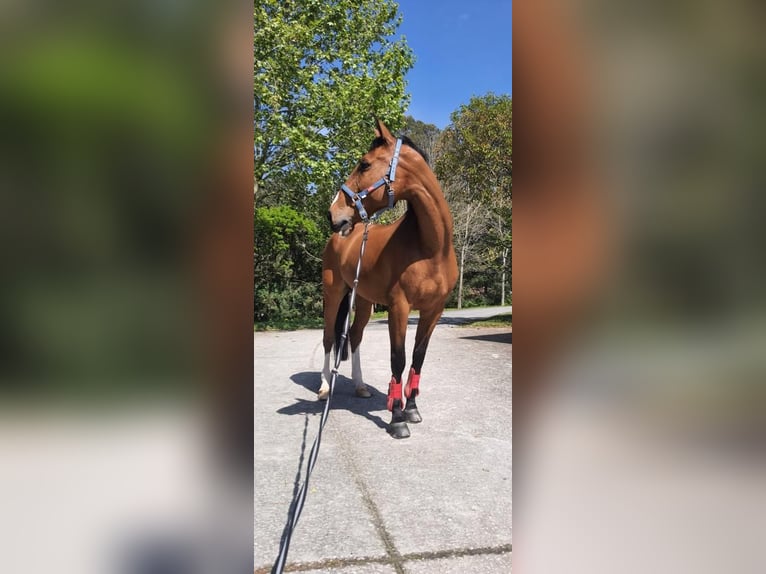 Irish Sport Horse Wallach 16 Jahre 165 cm Brauner in A Coruña
