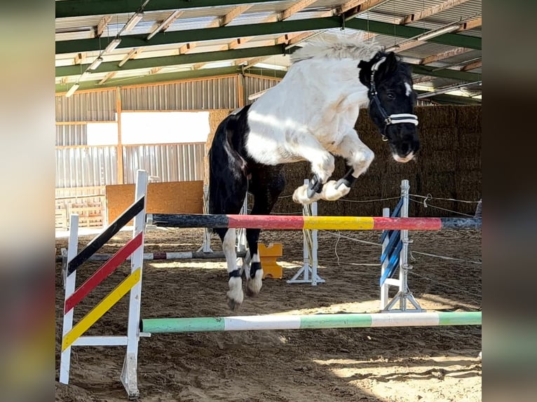 Irish Sport Horse Wallach 16 Jahre 170 cm Schecke in Bad Laer