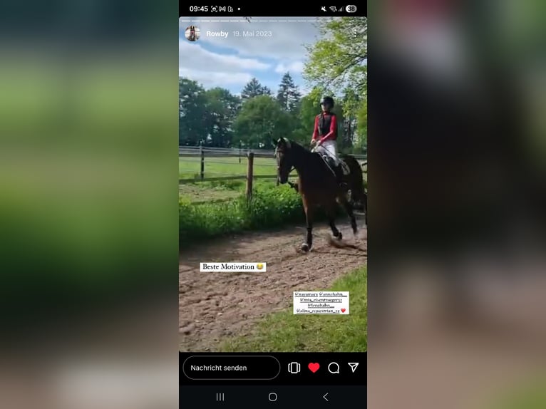 Irish Sport Horse Wallach 16 Jahre 176 cm Dunkelbrauner in Birstein