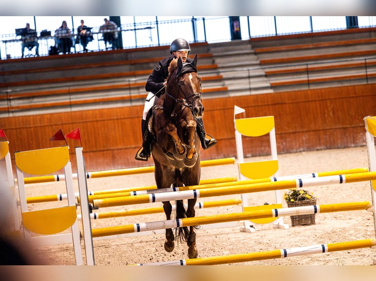 Irish Sport Horse Wallach 16 Jahre 185 cm Brauner in Vigo