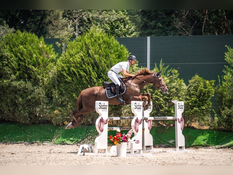 Irish Sport Horse Wallach 16 Jahre 185 cm Brauner in Vigo