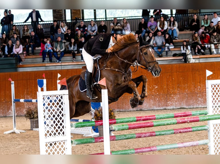 Irish Sport Horse Wallach 16 Jahre 185 cm Brauner in Vigo