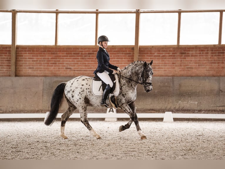 Irish Sport Horse Mix Wallach 17 Jahre 147 cm Schecke in Rommerskirchen