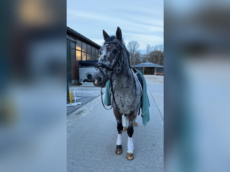 Irish Sport Horse Mix Wallach 17 Jahre 147 cm Schecke in Rommerskirchen