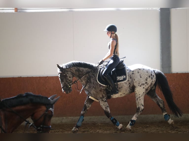 Irish Sport Horse Mix Wallach 17 Jahre 147 cm Schecke in Rommerskirchen
