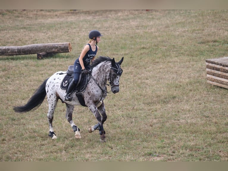 Irish Sport Horse Mix Wallach 17 Jahre 147 cm Schecke in Rommerskirchen